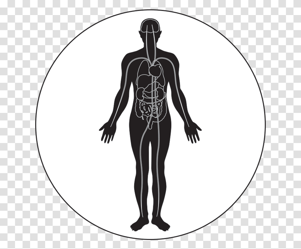 Muscle Icon Exercise Enhances Immune System, Person, Human, Skeleton Transparent Png