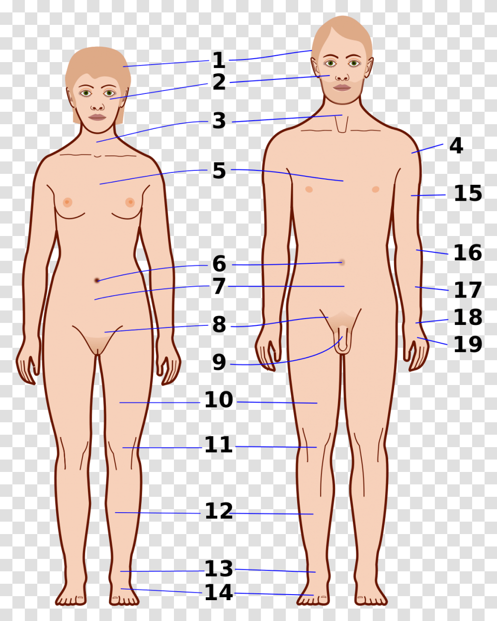 Muscle Man, Person, Human, Plot, Diagram Transparent Png