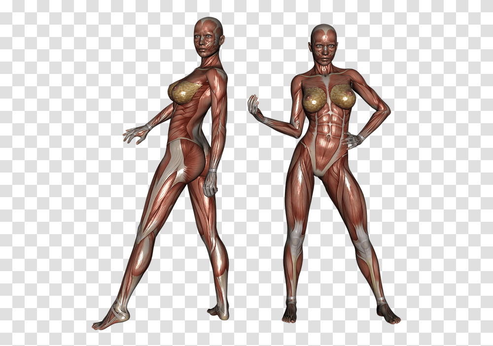 Muscle Muscular Woman Body Bodybuilder Fitness Female Muscle Anatomy, Person, Human, Torso, Figurine Transparent Png