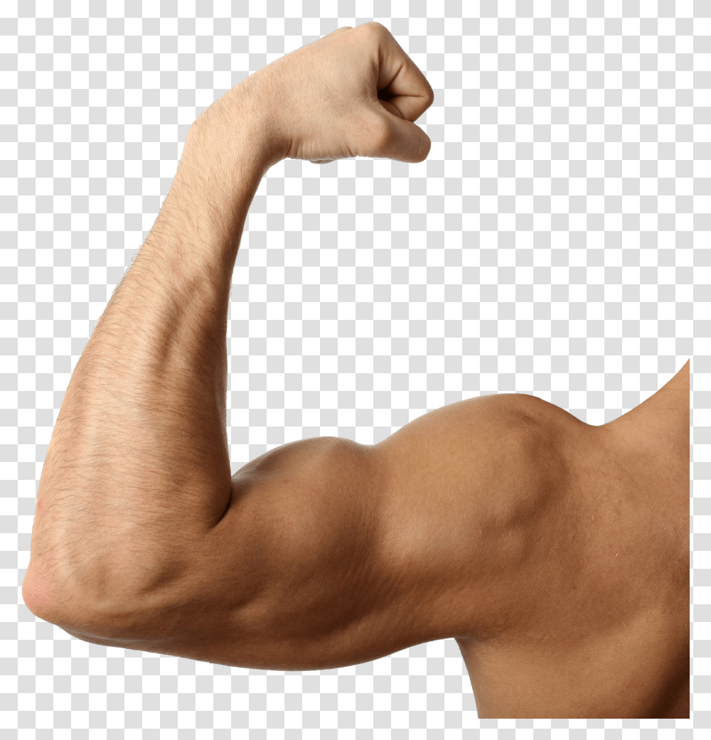 Muscle, Person, Arm, Human Transparent Png