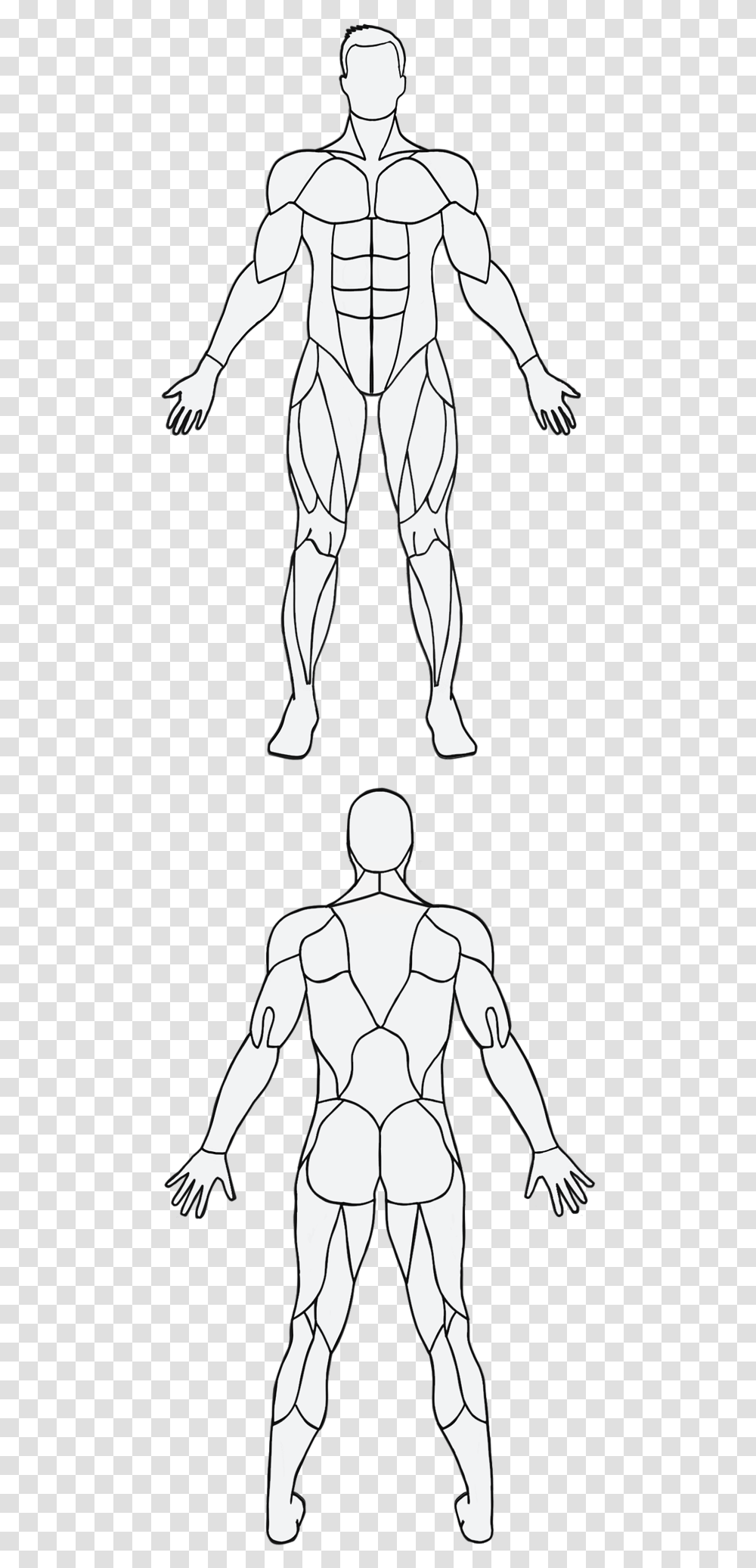 Muscle, Person, Human, Back, Drawing Transparent Png