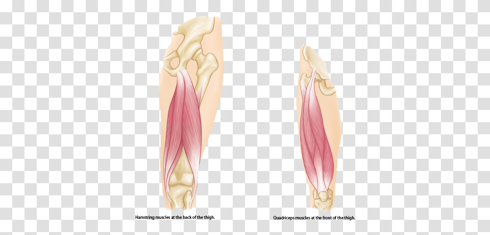 Muscle Strains In The Thigh Hamstring Muscles, Flower, Plant, Blossom, Petal Transparent Png