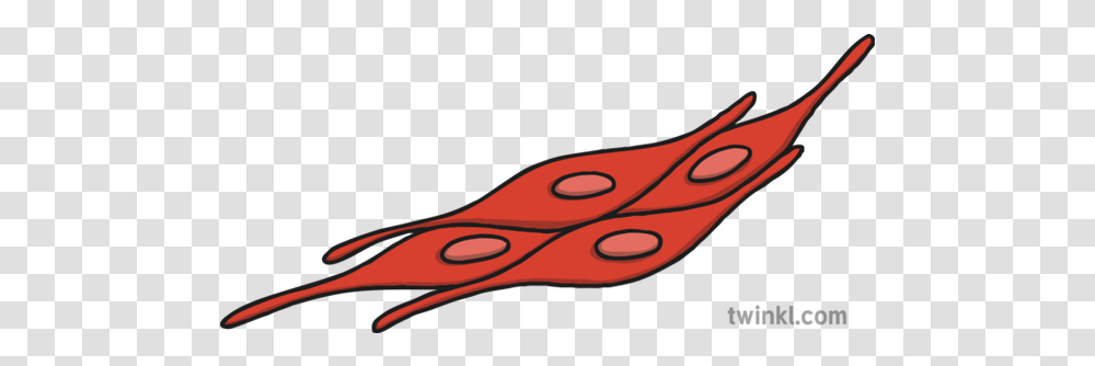 Muscle Tissue Drawing, Blade, Weapon, Weaponry, Scissors Transparent Png