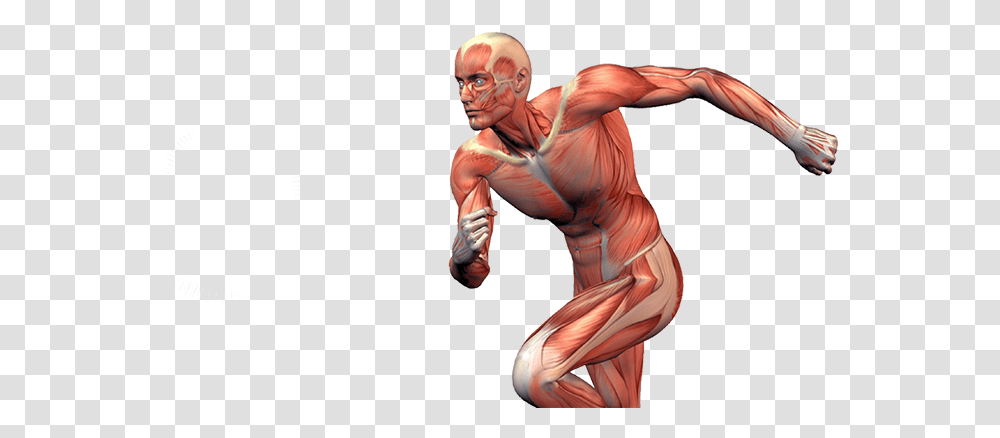 Muscles In Sports, Arm, Person, Human, Skin Transparent Png