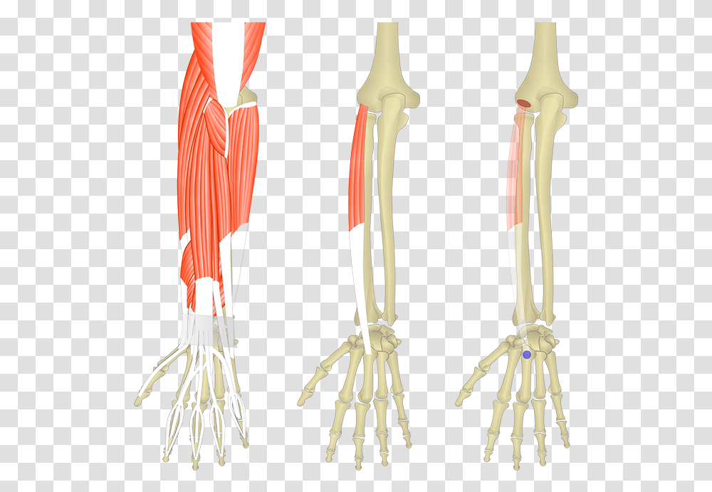 Muscles Pf The Forearm And Wrist, Skeleton Transparent Png