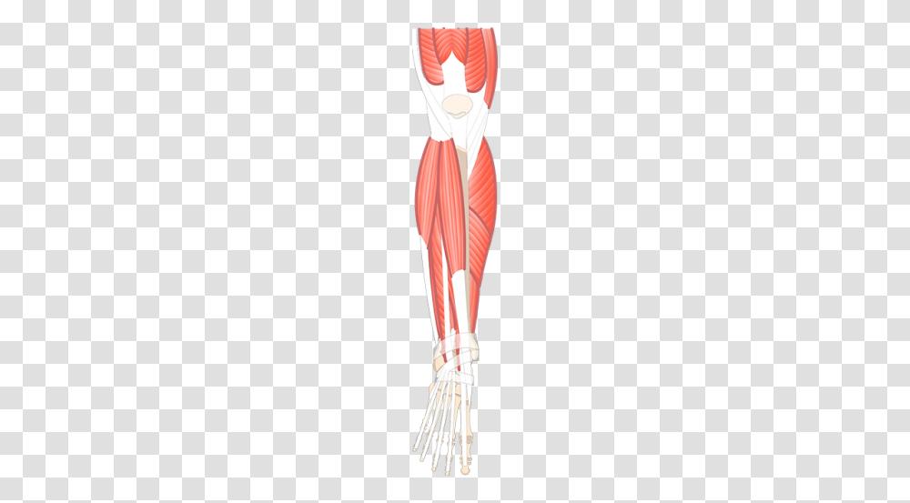 Muscles That Act On Foot Ankle, Tie, Accessories, Pillow Transparent Png