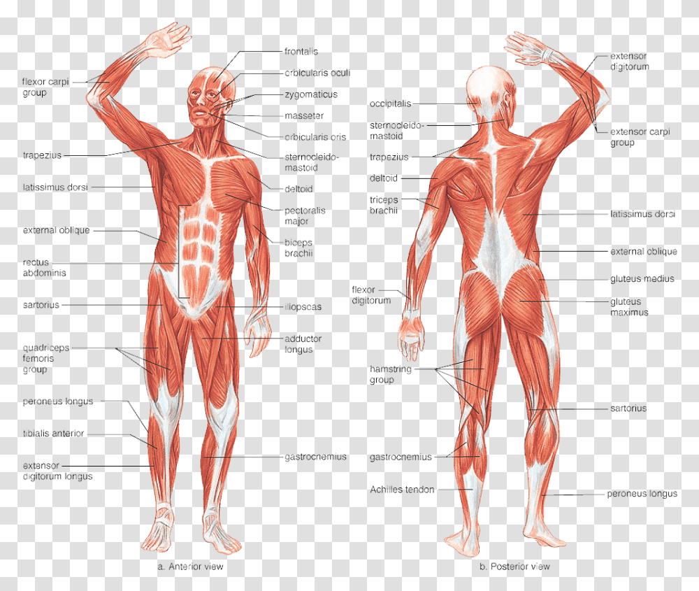 Muscular Muscle System In Human Body, Person, Diagram, Torso, Plot Transparent Png