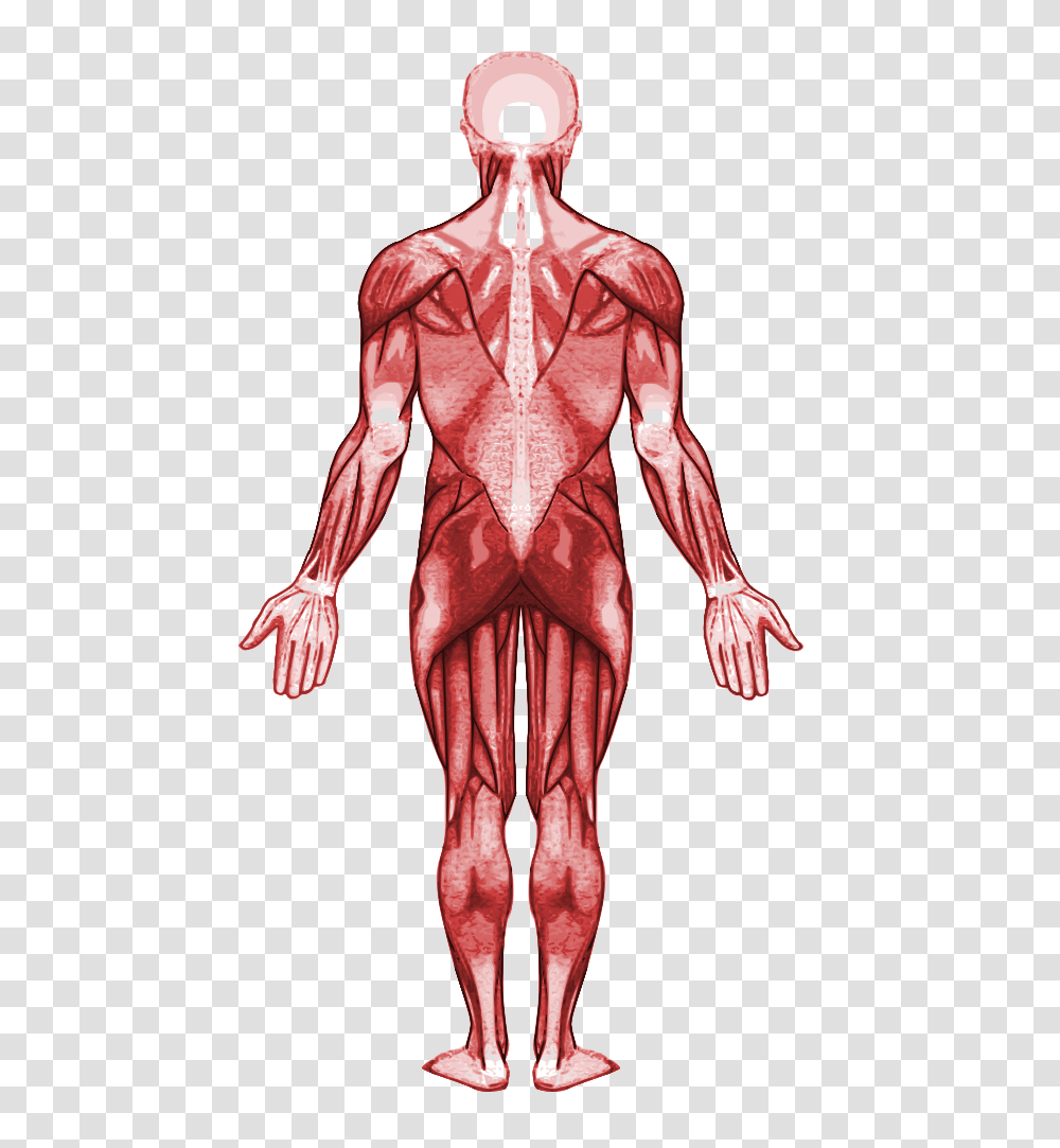Muscular System Back, Apparel, Person, Human Transparent Png