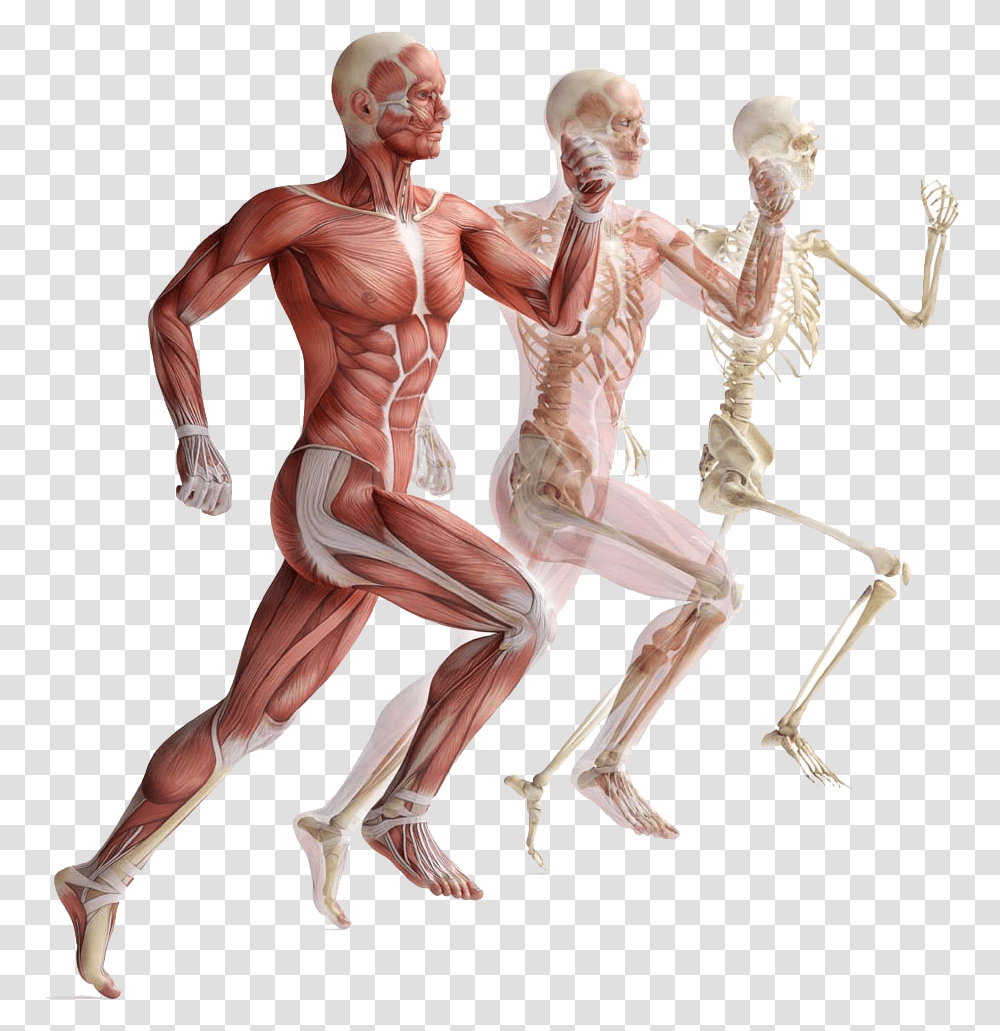 Muscular System Clipart Anatomy Exercise Physiology, Person, Human, Torso, Alien Transparent Png