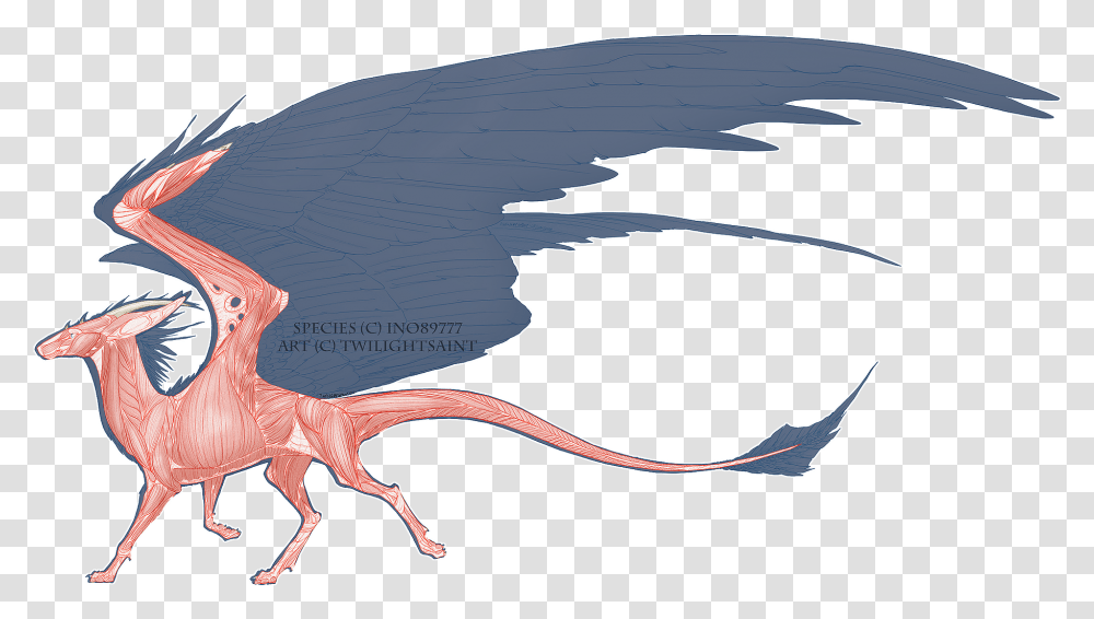 Muscular System Dutchangeldragons Dragon, Sea Life, Animal, Invertebrate, Bird Transparent Png