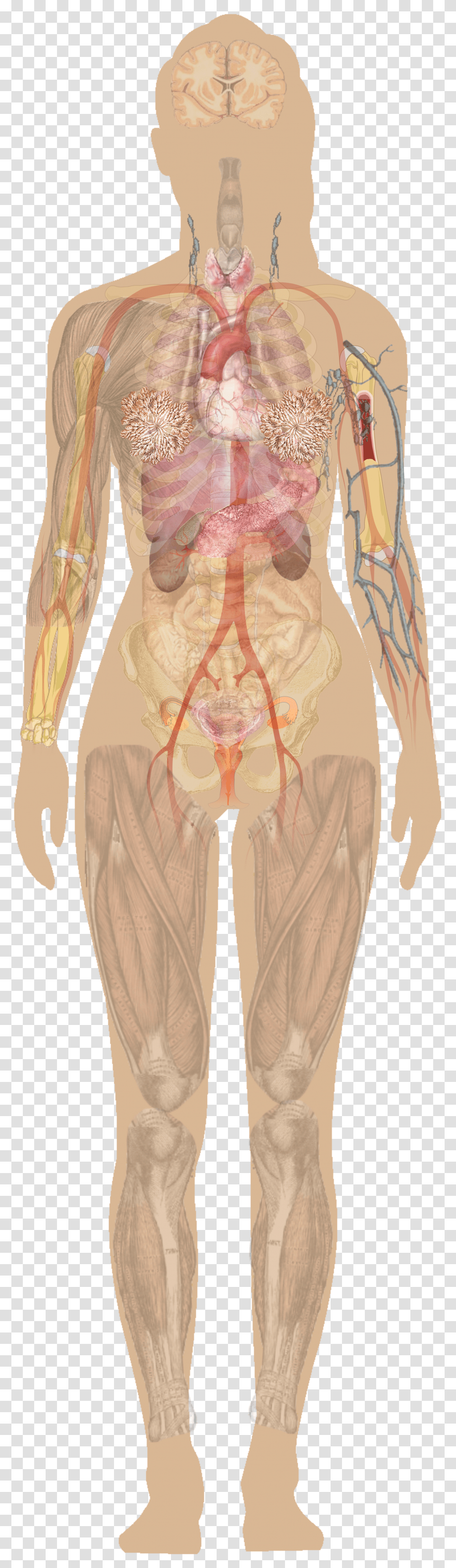 Muscular System Human Diagram Without Labels Transparent Png