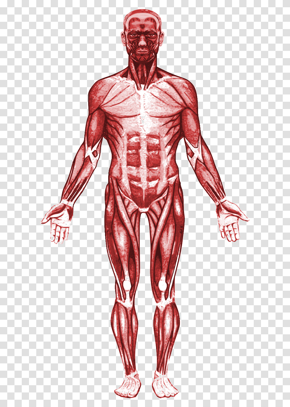 Muscular System, Person, Human, Skeleton, Torso Transparent Png
