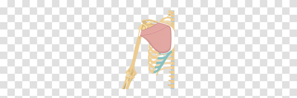 Muscular System, Skeleton, Scissors, Blade, Weapon Transparent Png