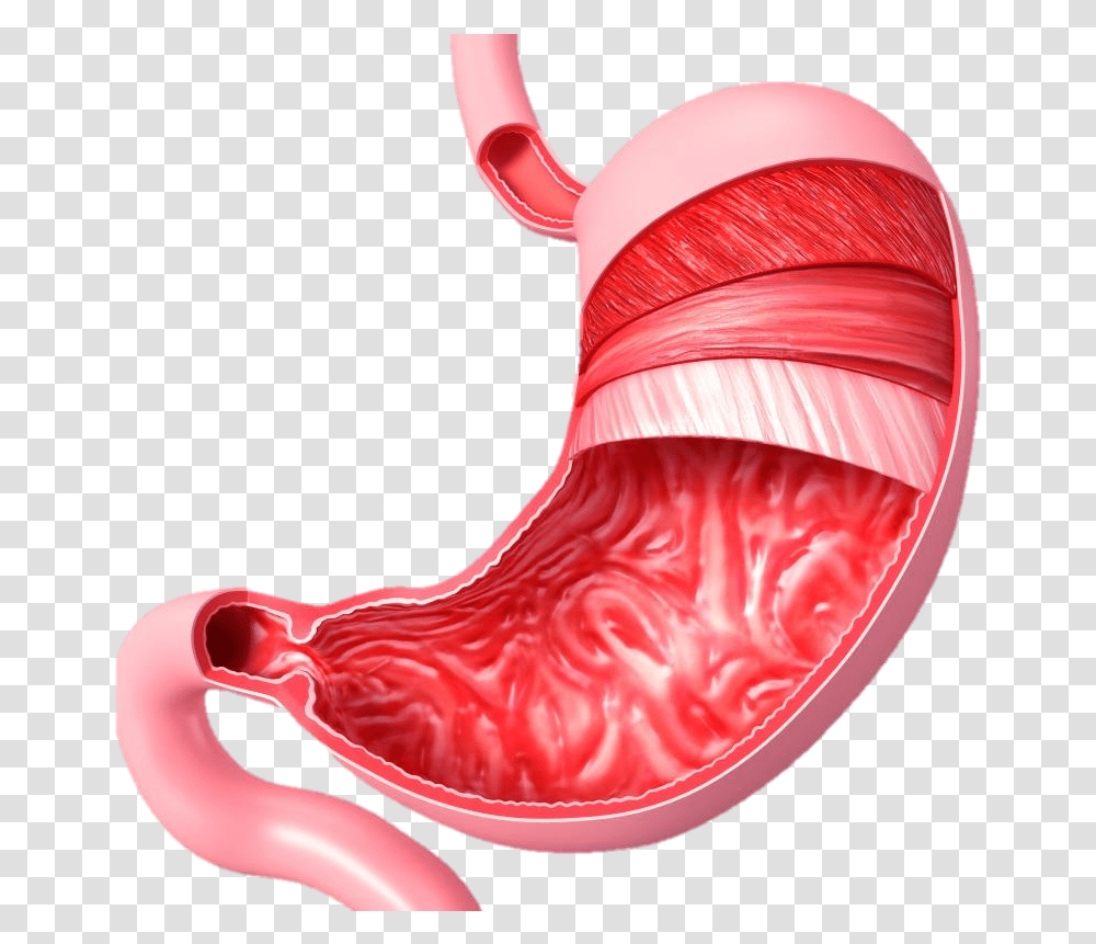 Muscular System Stomach Diagram No Labels, Ketchup, Food Transparent Png