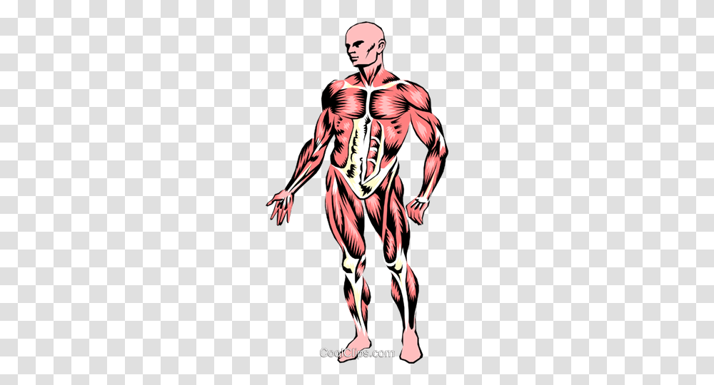 Musculature Royalty Free Vector Clip Art Illustration, Person, Comics, Book, Hand Transparent Png