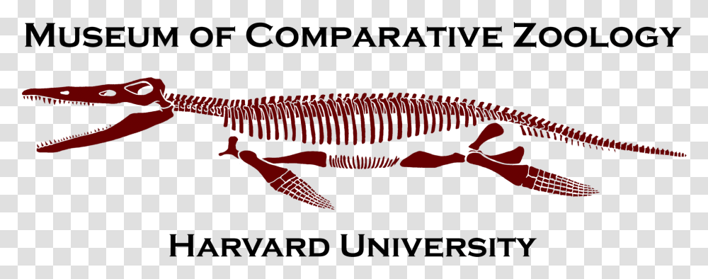 Museum Of Comparative Zoology Logo, Dinosaur, Reptile, Animal, T-Rex Transparent Png