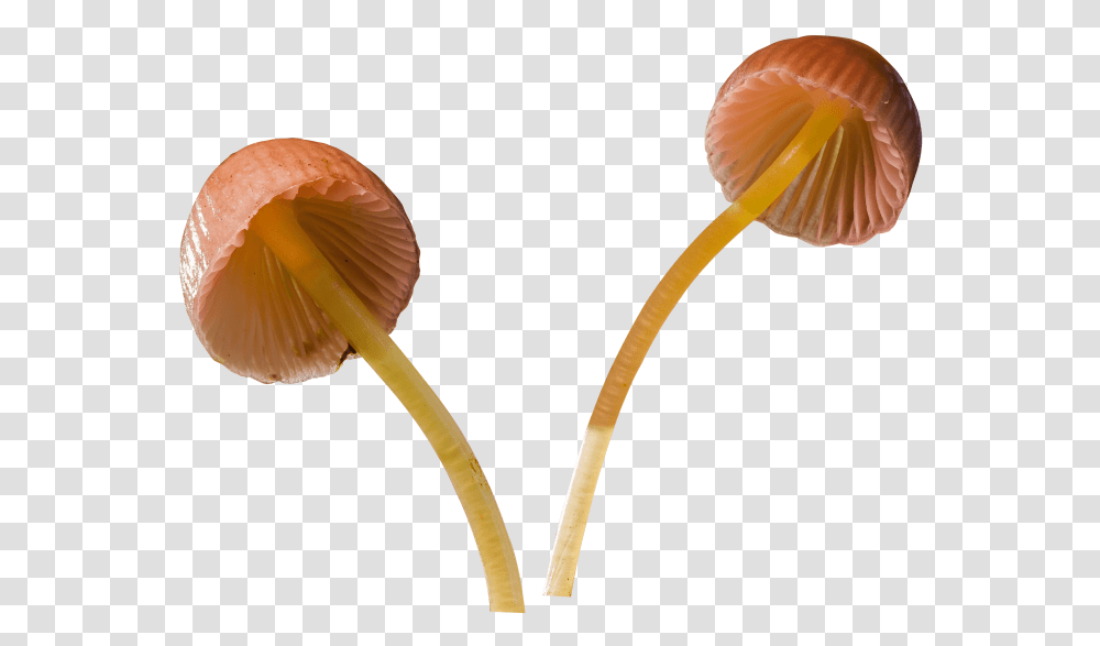 Mushroom Background Mushroom, Plant, Agaric, Fungus, Amanita Transparent Png