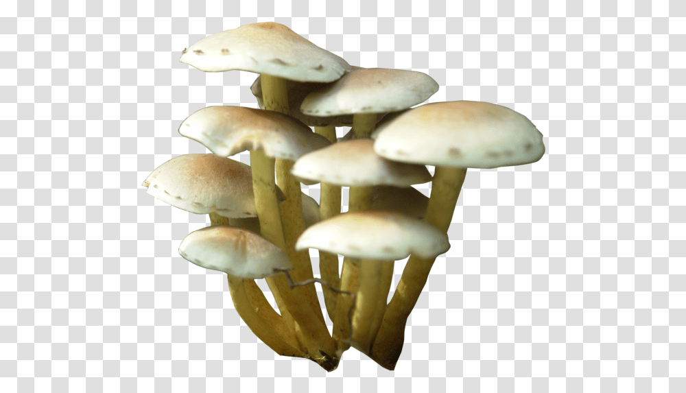 Mushroom Clip Art Mushroom, Fungus, Plant, Amanita, Agaric Transparent Png