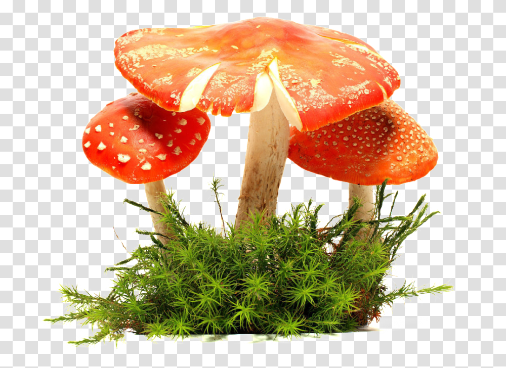 Mushroom Cloud Download, Fungus, Plant, Amanita, Agaric Transparent Png