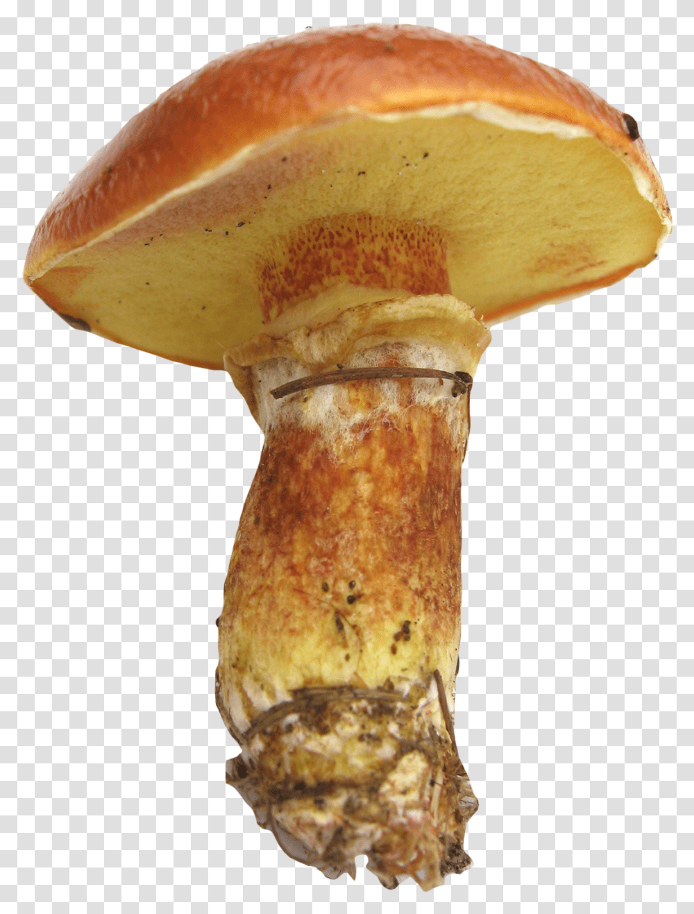 Mushroom Cut Out, Fungus, Plant, Amanita, Agaric Transparent Png