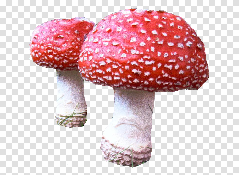 Mushroom Download Agaric, Fungus, Plant, Amanita Transparent Png
