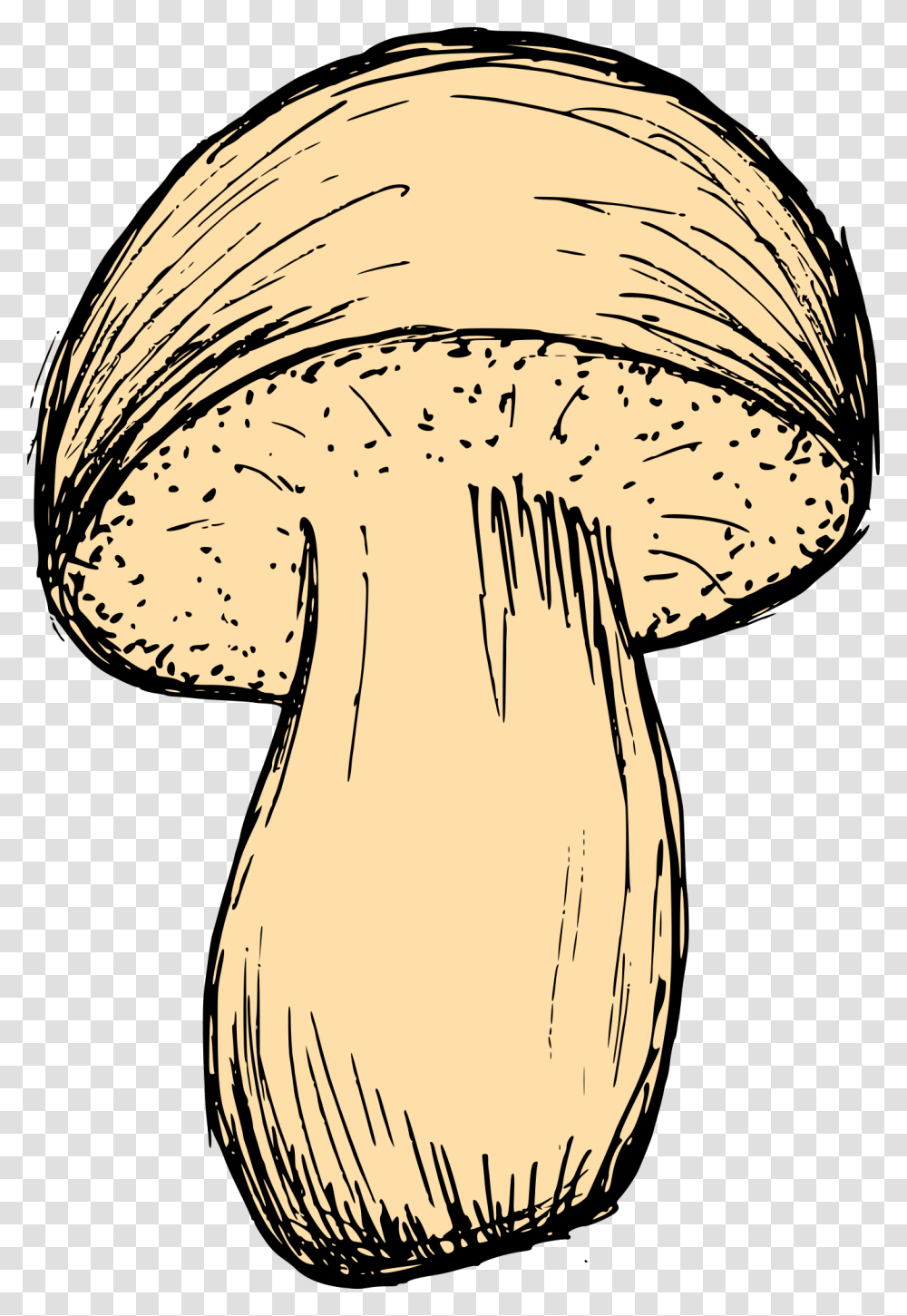 Mushroom Drawing 3 Mushroom, Plant, Amanita, Agaric, Fungus Transparent Png