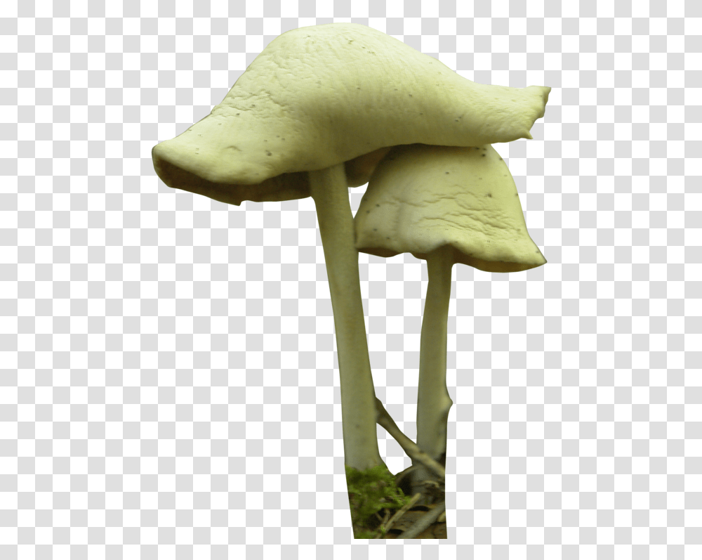 Mushroom Festival Fungus Psilocybin Mushroom Fungi Plant, Amanita, Agaric Transparent Png