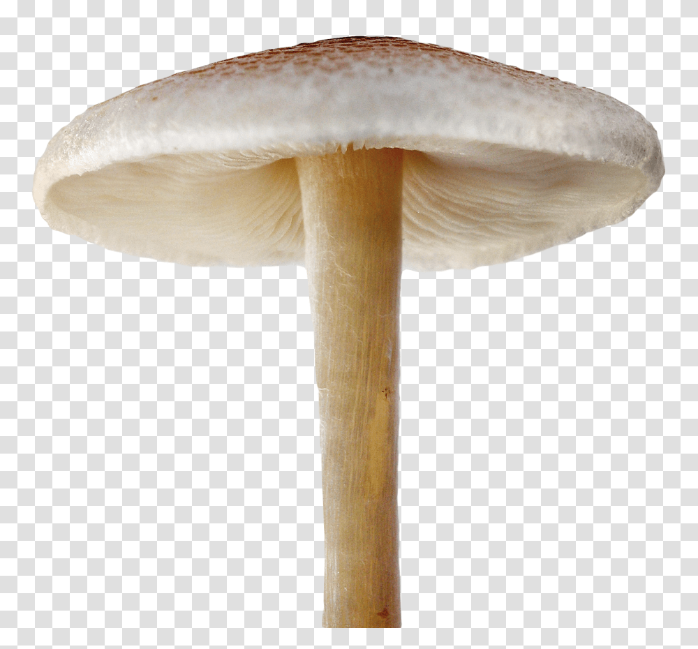Mushroom, Food, Fungus, Plant, Agaric Transparent Png