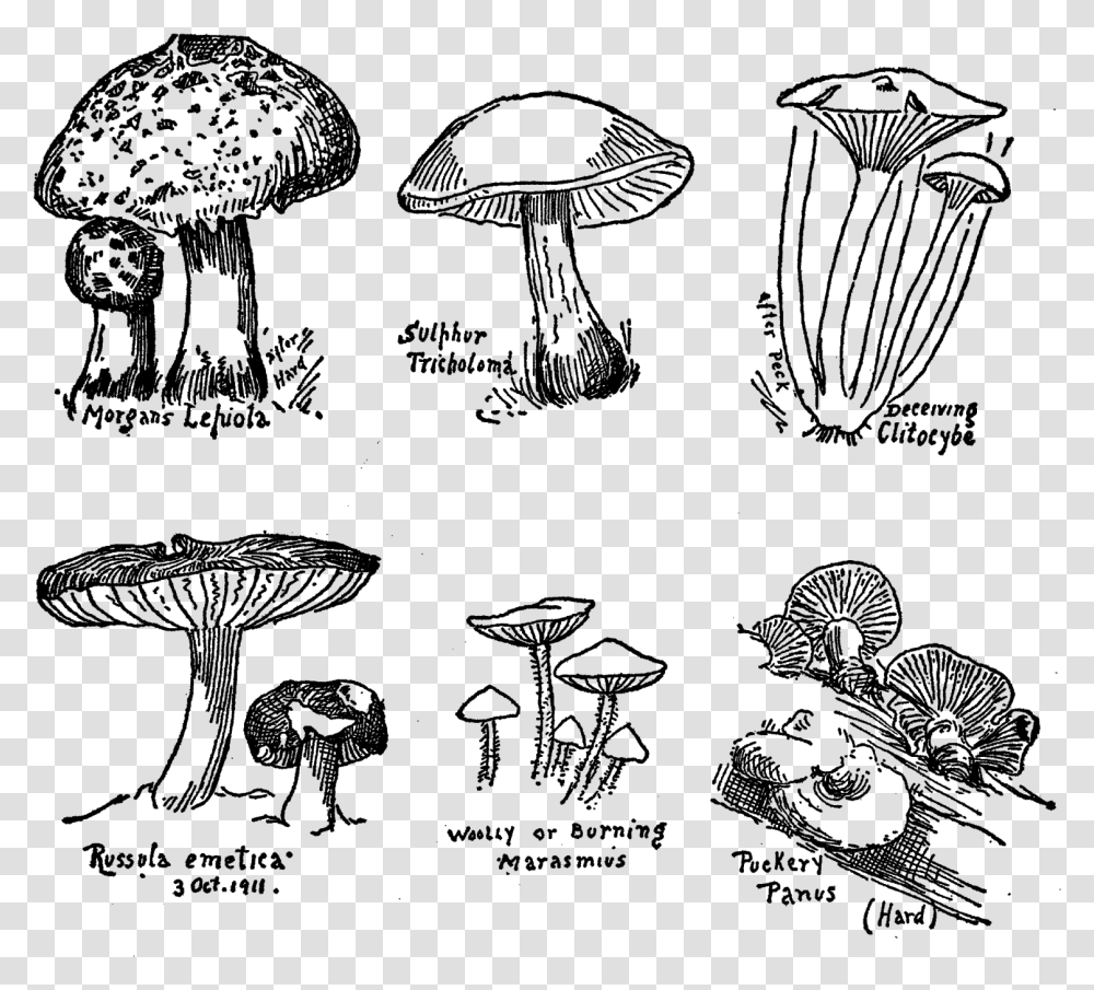 Mushroom Fungi Botanical Art Drawings Illustration Edible Mushroom, Gray, World Of Warcraft Transparent Png