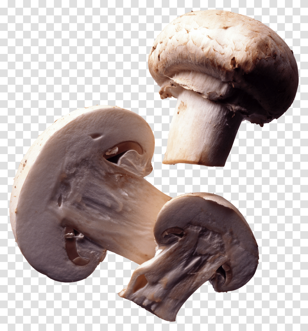 Mushroom Icon Mushrooms Transparent Png