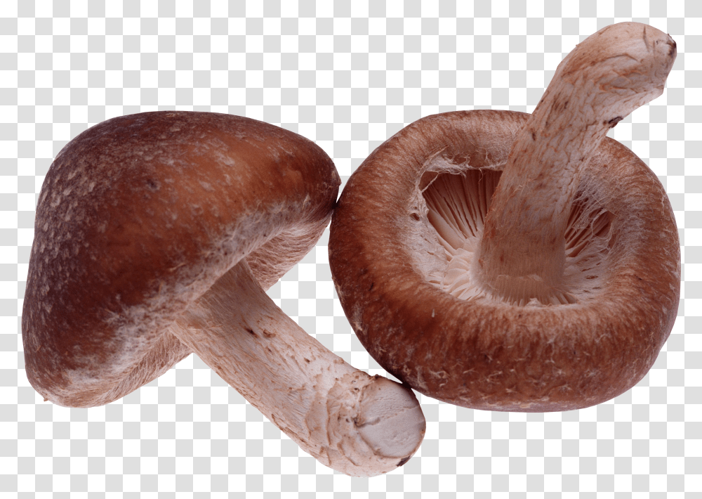 Mushroom Image 1 Shiitake Lentinula Edodes Transparent Png