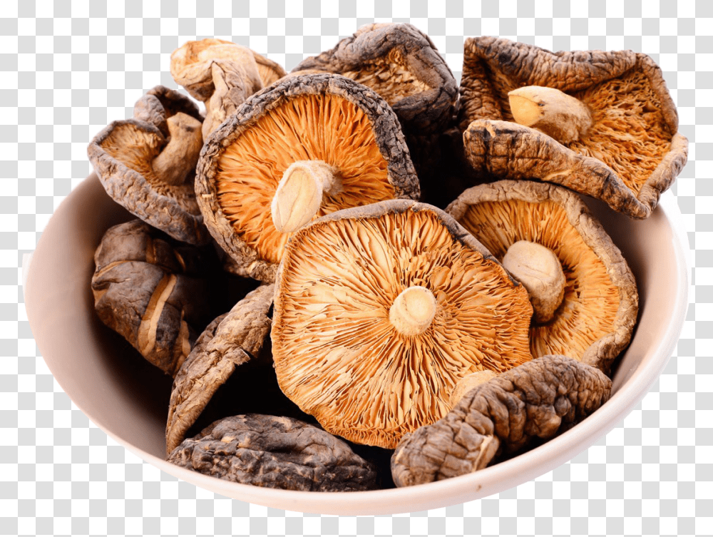 Mushroom Image Download, Plant, Fungus, Agaric, Amanita Transparent Png