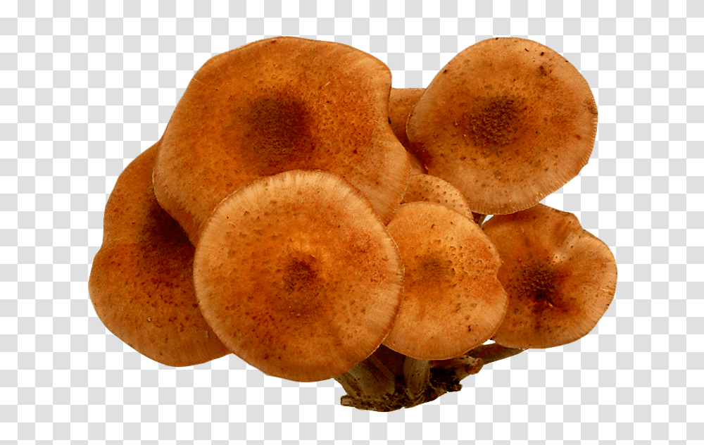 Mushroom Image, Food, Plant, Bread, Fungus Transparent Png