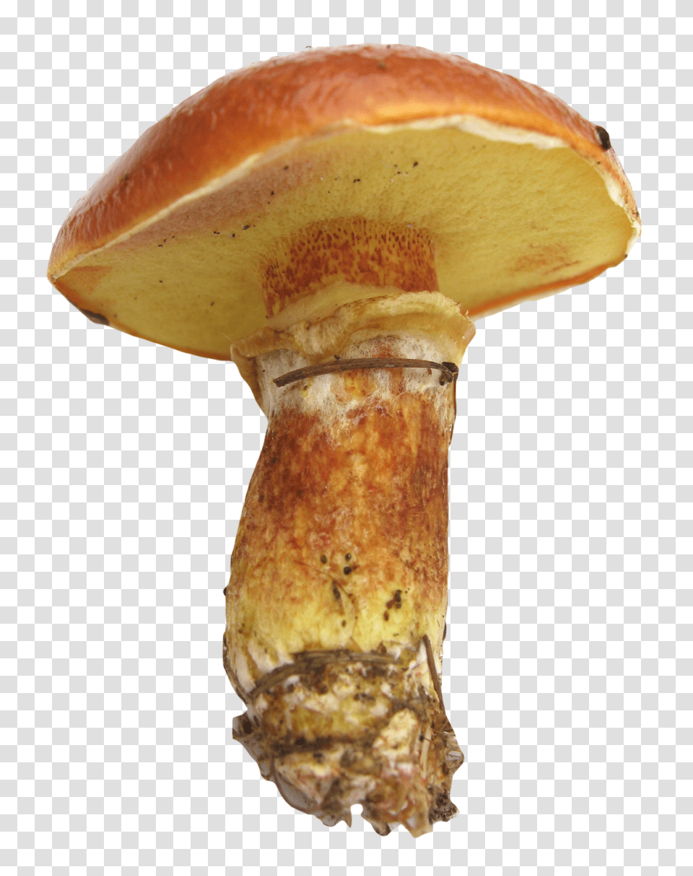Mushroom Image, Food, Plant, Fungus, Agaric Transparent Png