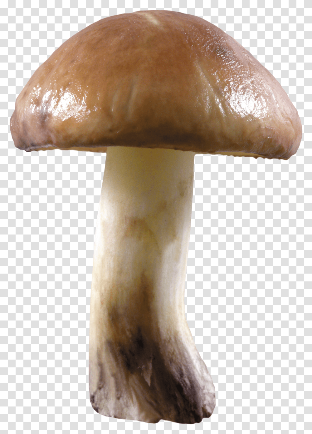Mushroom Image For Free Download Background Mushroom Transparent Png