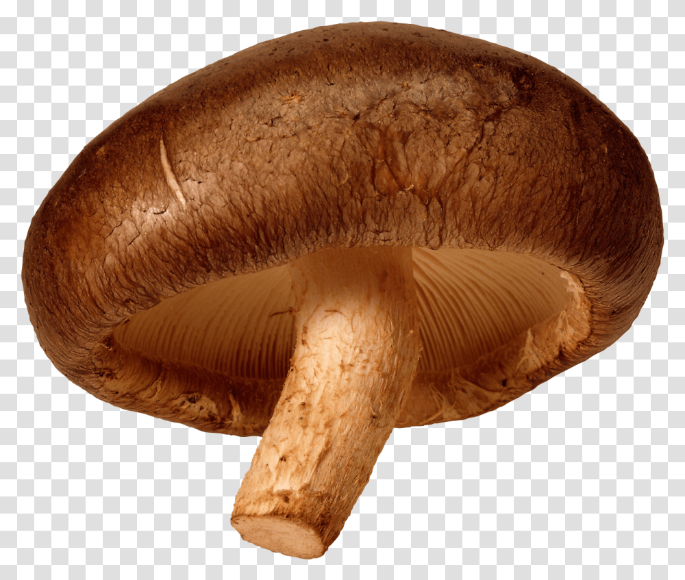 Mushroom Image For Free Download Shiitake Mushroom Background, Fungus, Plant, Amanita, Agaric Transparent Png