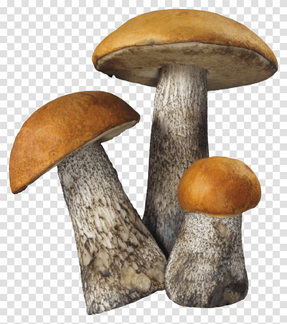 Mushroom Image Mushroom Transparent Png