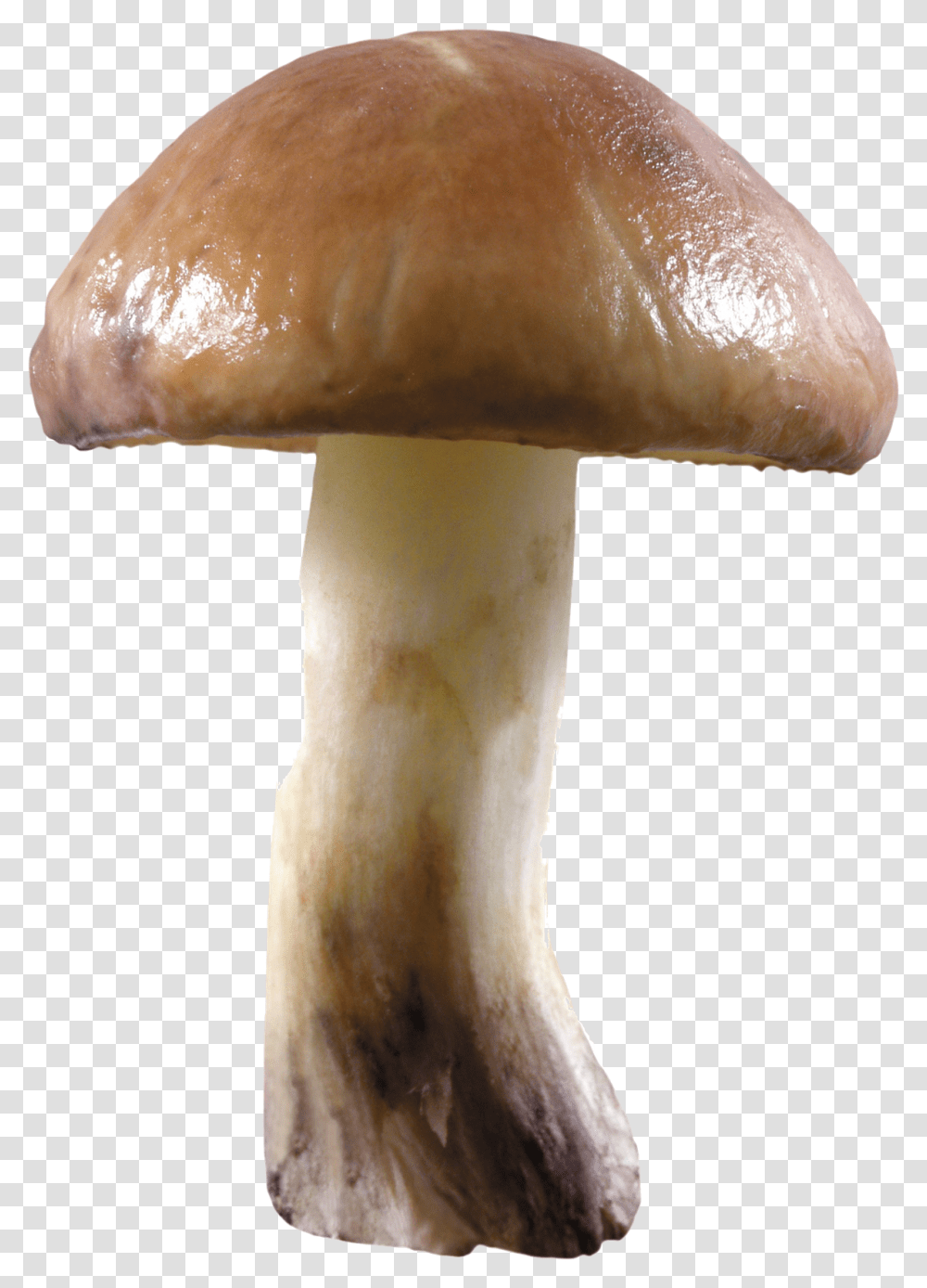 Mushroom Image Mushroom Without Background, Fungus, Plant, Agaric, Amanita Transparent Png