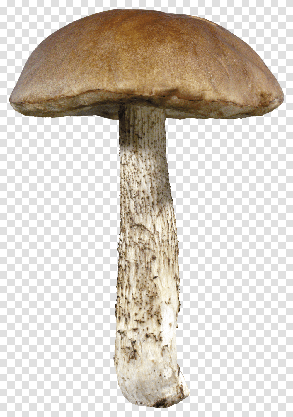 Mushroom Image Mushrooms Transparent Png