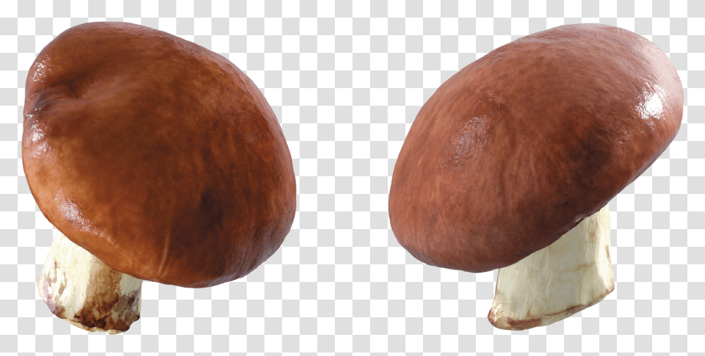 Mushroom Image Portable Network Graphics Transparent Png