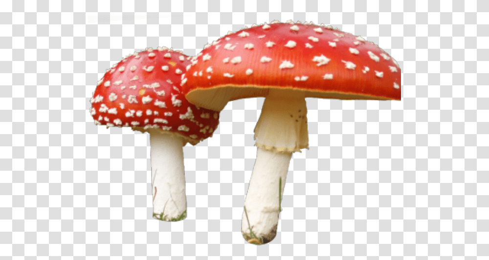 Mushroom Images 1 400 X 279 Webcomicmsnet Mushroom, Fungus, Plant, Amanita, Agaric Transparent Png