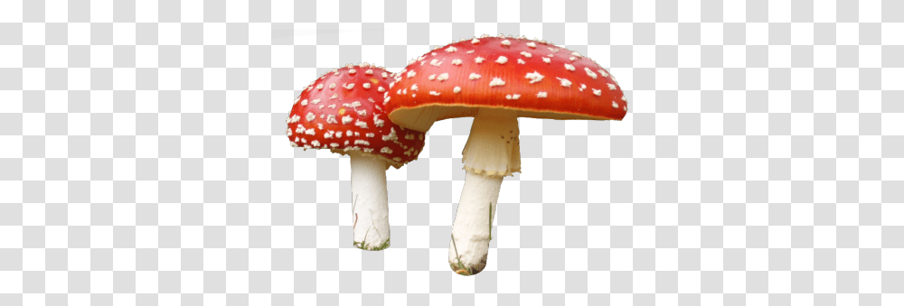 Mushroom Images Free Download, Fungus, Plant, Amanita, Agaric Transparent Png