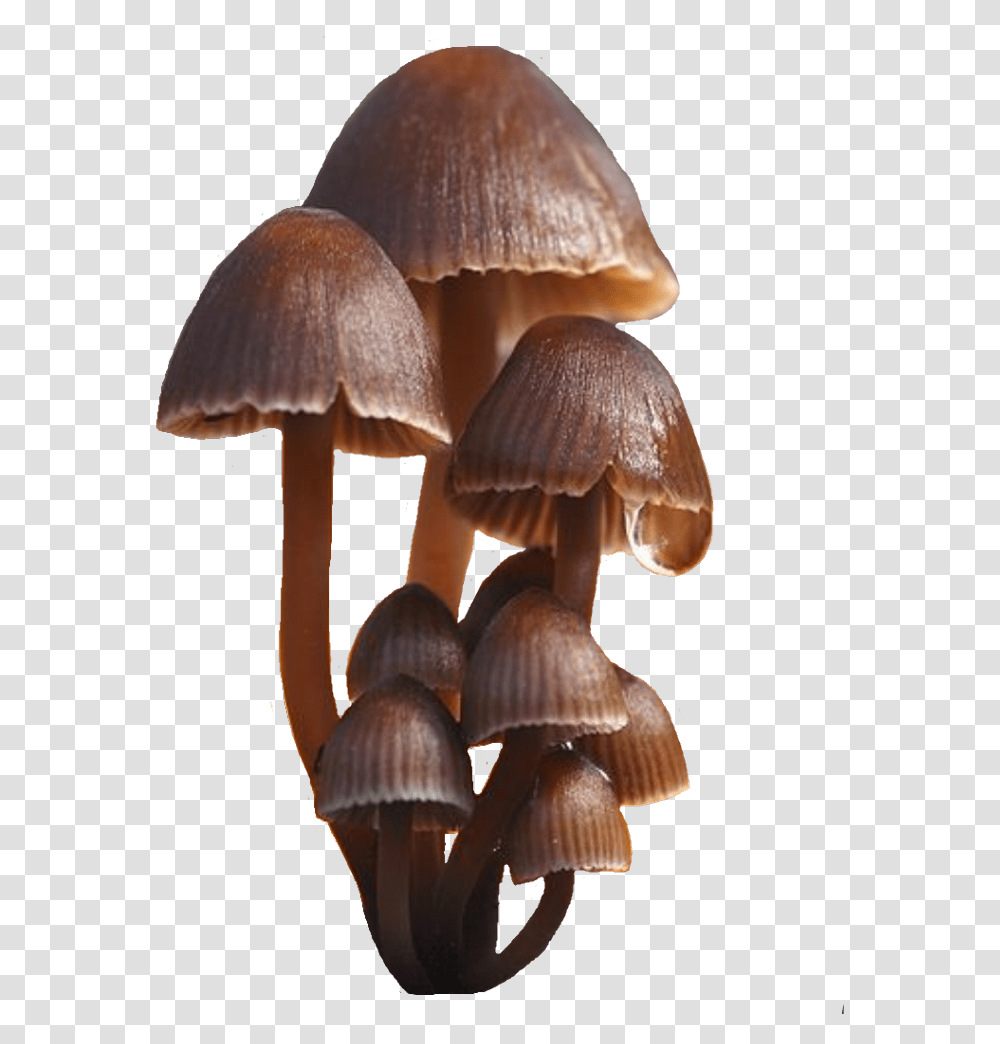 Mushroom Mushrooms Fungi Brown Oyster Mushroom, Fungus, Plant, Amanita Transparent Png