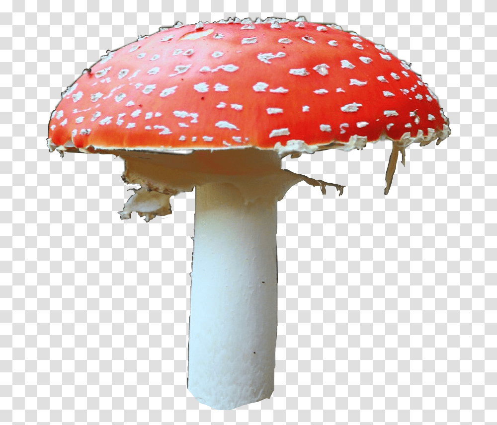 Mushroom Mushrooms Libertycap Shrooms Shroom Tripping Mushroom, Plant, Fungus, Amanita Transparent Png