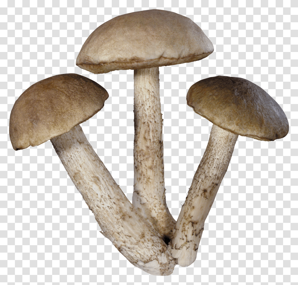Mushroom Mushrooms Transparent Png