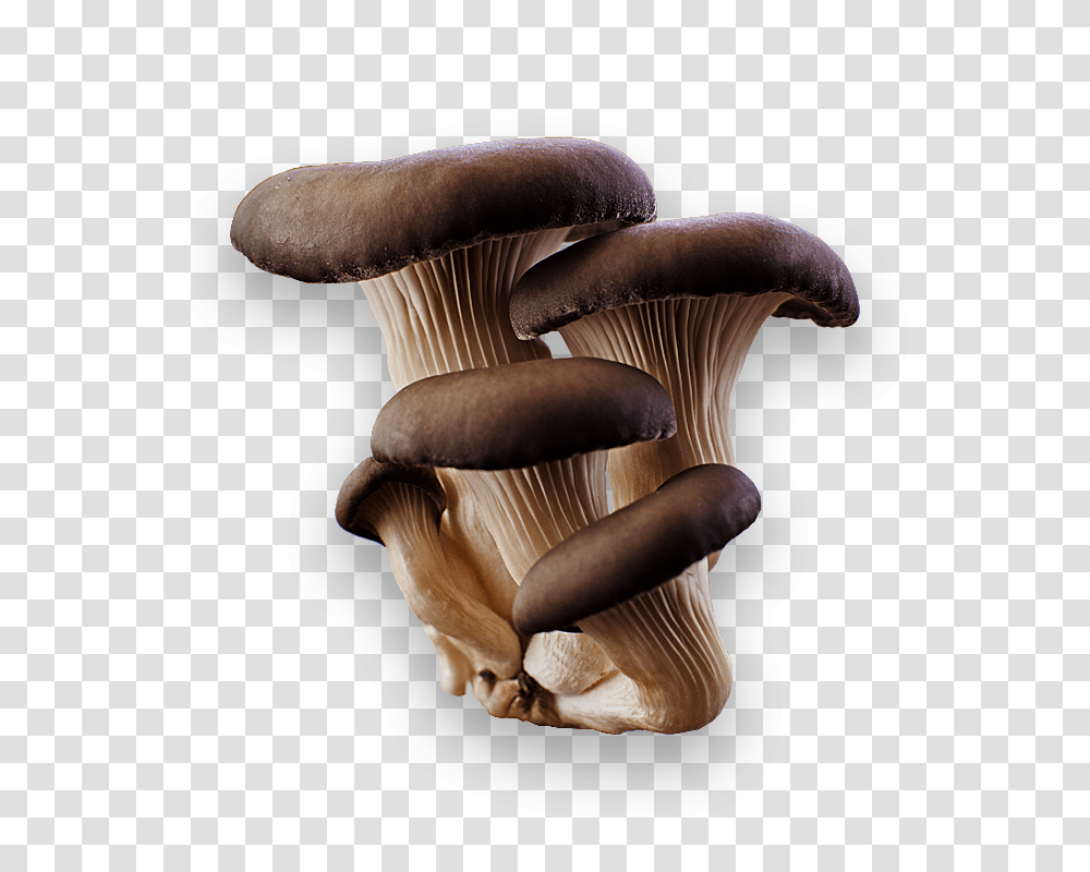 Mushroom, Nature, Fungus, Plant, Agaric Transparent Png