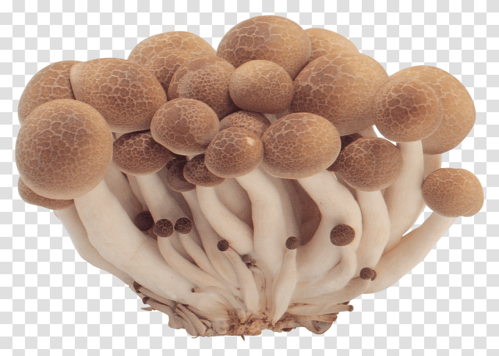 Mushroom, Nature, Plant, Fungus, Agaric Transparent Png