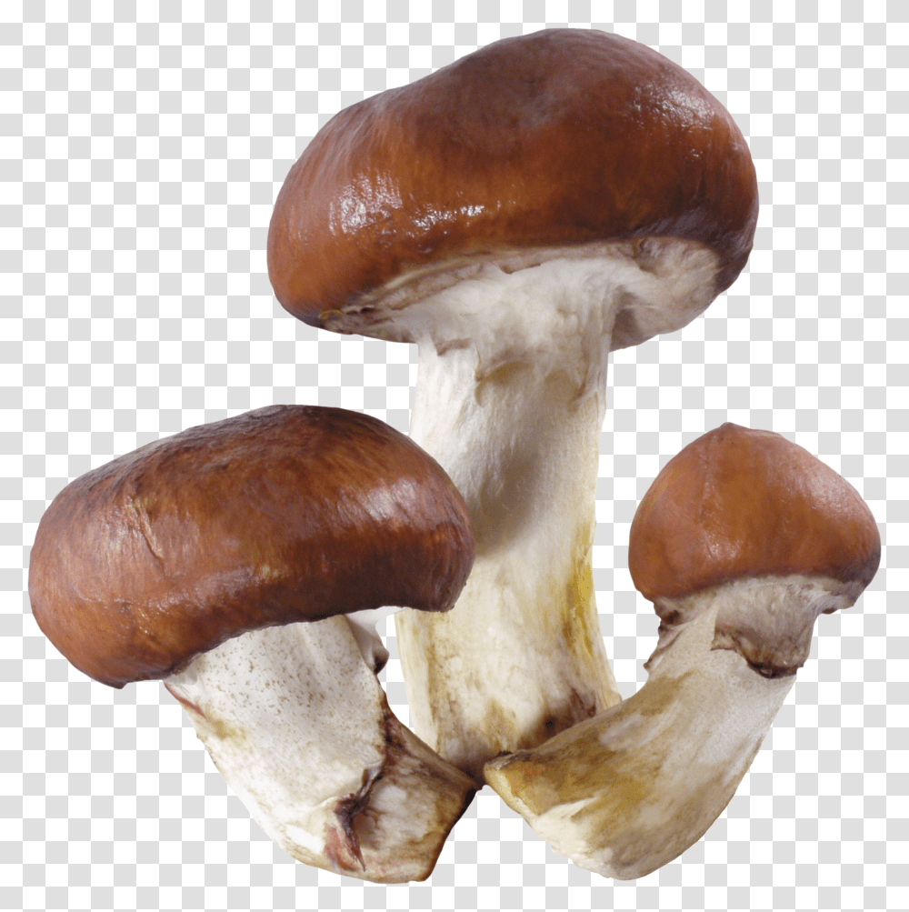 Mushroom, Nature, Plant, Fungus, Amanita Transparent Png