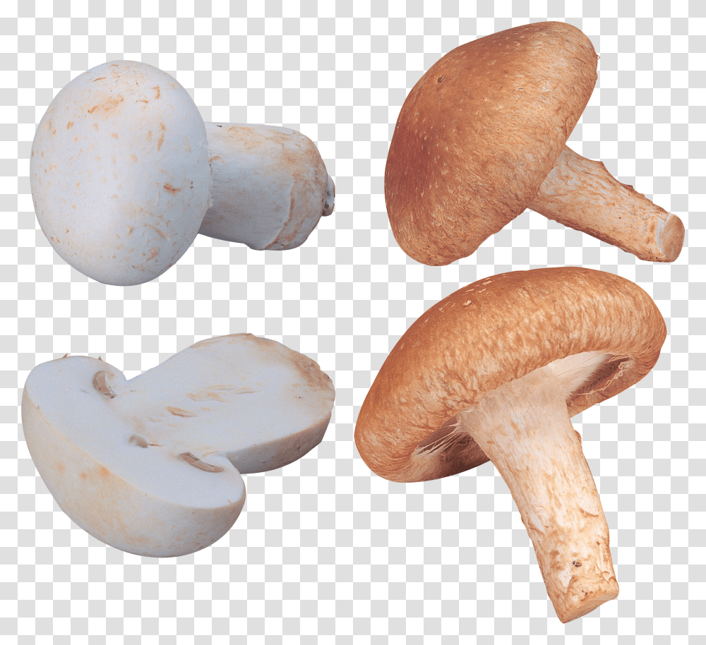 Mushroom, Nature Transparent Png