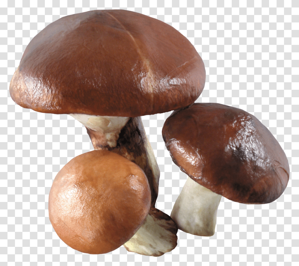 Mushroom, Nature Transparent Png
